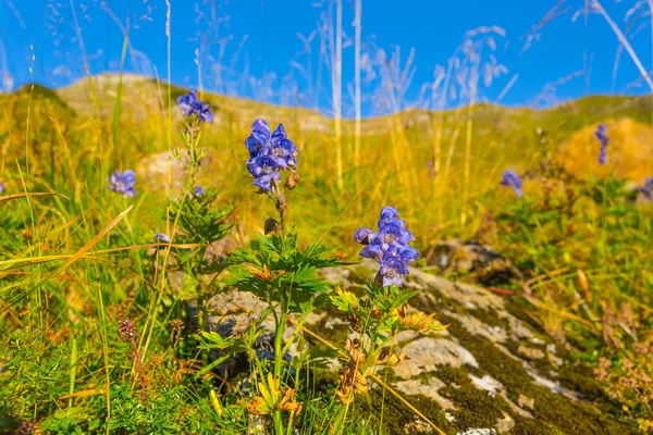 Nahaufnahme Blaue Glockenblumen an einem Berghang — Stockfoto