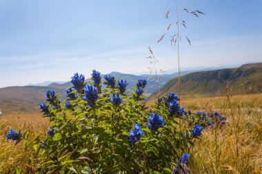yeşil dağların arasında mavi çiçekli çalı