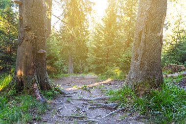 yol bir çam ormanı