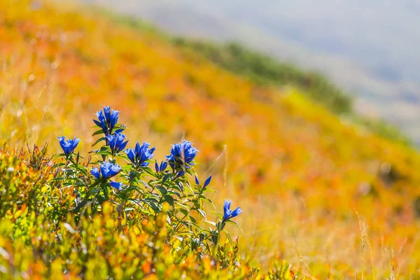 bir Dağı yamacında çiçekli çalı