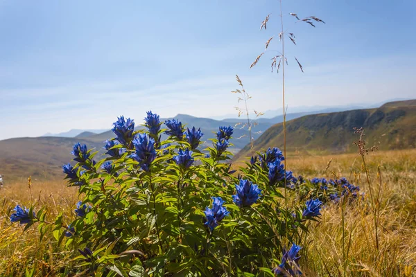 Bush with blue flowers among a green mountains — Stock Photo, Image
