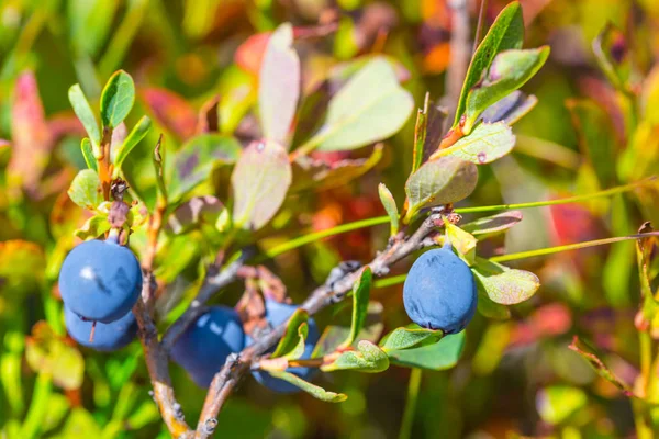 closeup olgunlaştırmak yaban mersini bush çilek ile