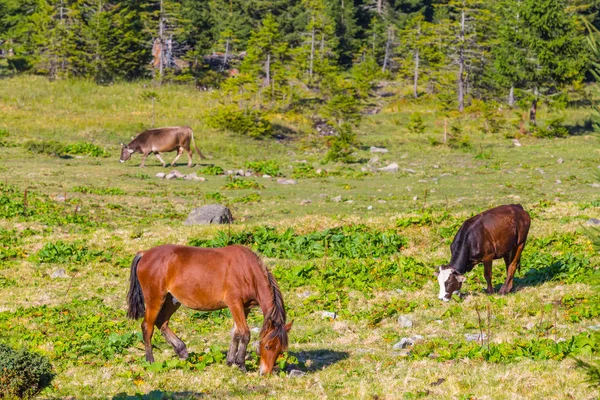 at ve bir mera üzerinde ineklerin