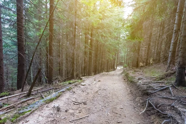 Route à travers une forêt de pins — Photo