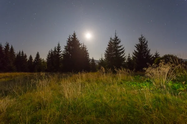 Bosque nocturno a la luz de la luna — Foto de Stock