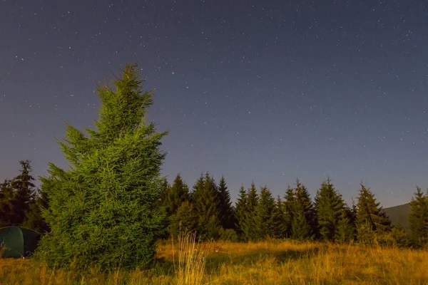 Notte foresta radura paesaggio — Foto Stock