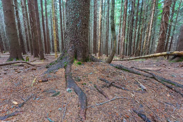 Feche raízes de abeto em uma floresta — Fotografia de Stock