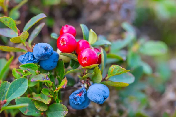 Tatlı kırmızı olgunlaştırmak yaban mersini bush çilek ile — Stok fotoğraf