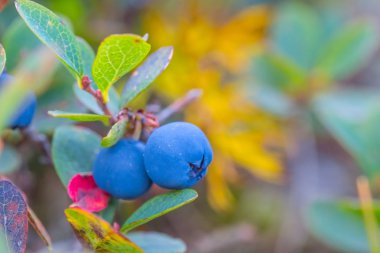 closeup olgunlaştırmak yaban mersini bush çilek ile