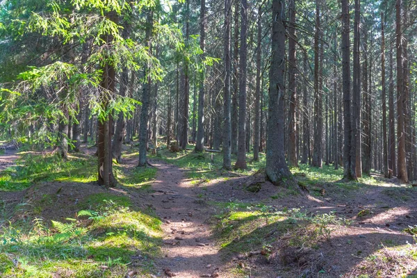 yol bir yaz çam ormanı