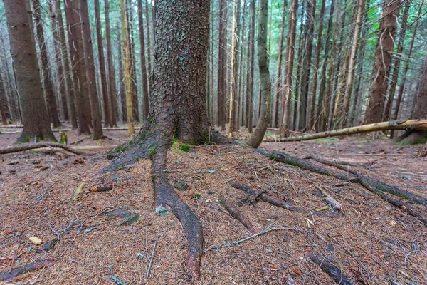 Primer plano de las raíces de abeto en un bosque — Foto de Stock