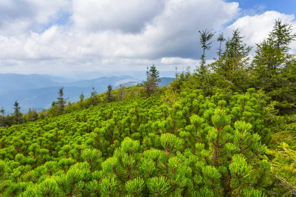 Çam ağacı orman Dağı yamacında — Stok fotoğraf