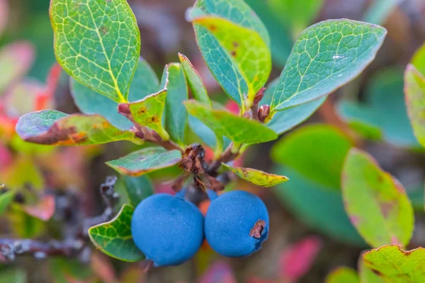 closeup olgunlaştırmak yaban mersini bush çilek ile