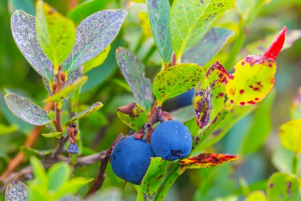 closeup olgunlaştırmak yaban mersini bush çilek ile