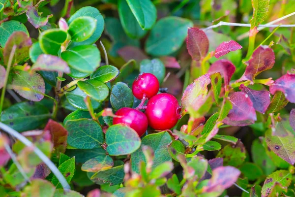 tatlı kırmızı İsveç kirazı bush