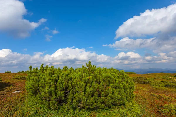 Alp pine bush arasında bir dağ Plato