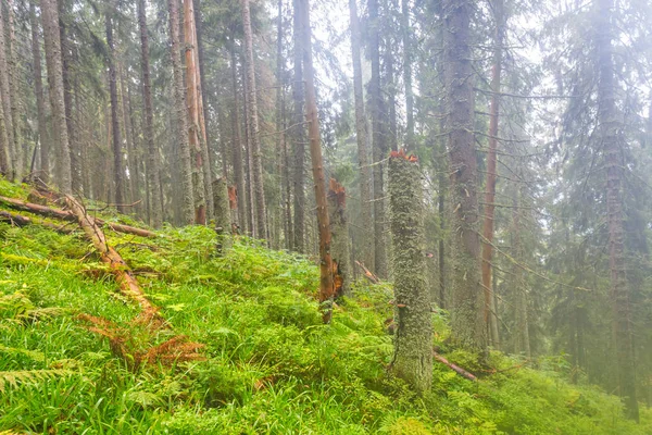 Floresta molhada verde em uma inclinação de montagem, visão suave — Fotografia de Stock