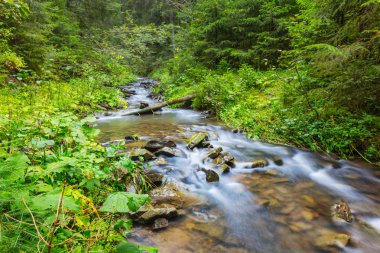 bir ormandaki nehir acele