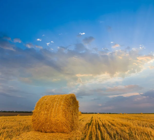 Weizenfeld nach der Ernte mit dem Heuhaufen — Stockfoto
