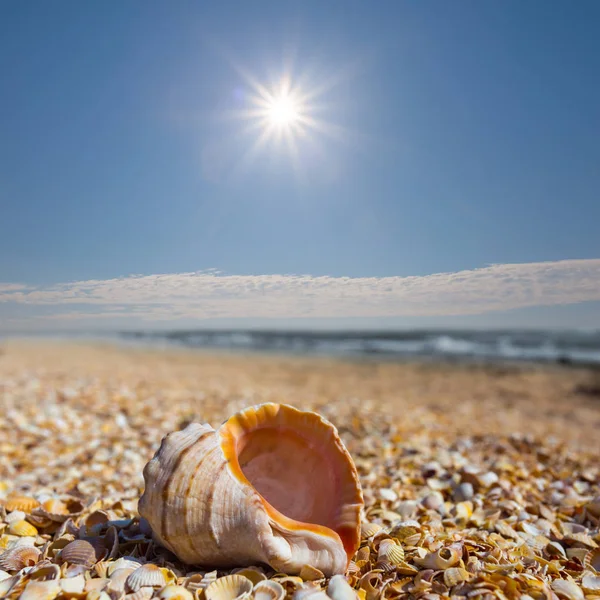 Closeup marine shell on a sea coast under a sparkle sun — Stock Photo, Image