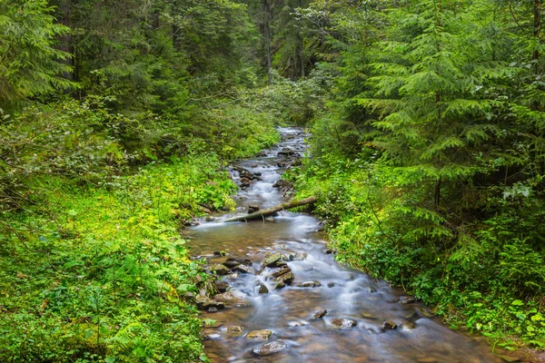 bir dağ orman ile küçük nehir akışı