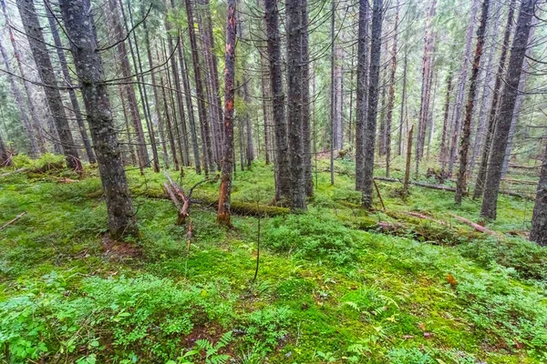 Мокрый еловый лес на склоне горы — стоковое фото