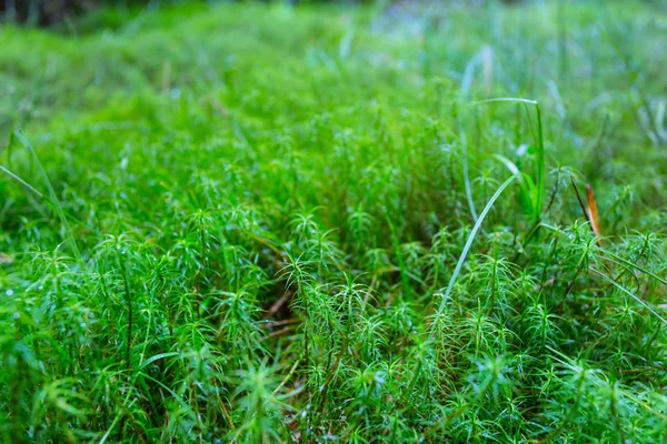 Primer plano musgo verde en un bosque —  Fotos de Stock
