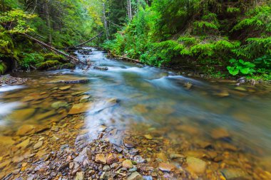 nehir yeşil bir ormanda acele
