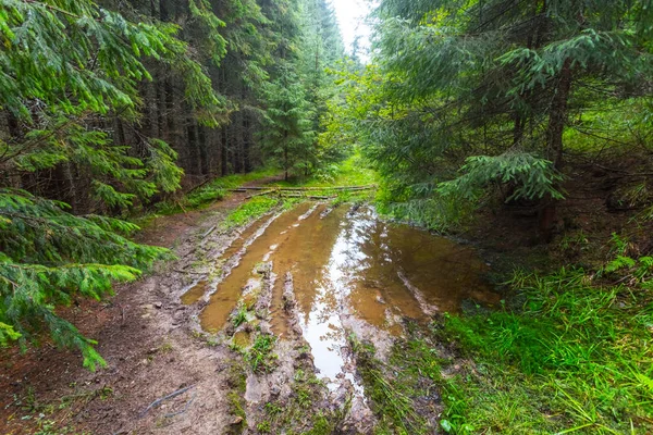 Estrada suja através de uma floresta de pinheiros molhados — Fotografia de Stock