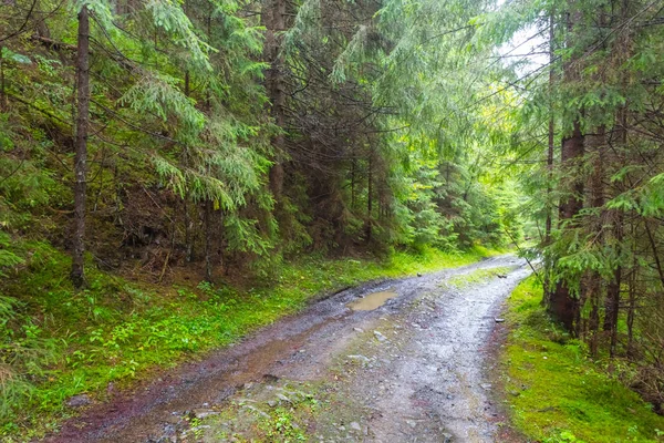 Sale route au sol à travers une forêt — Photo