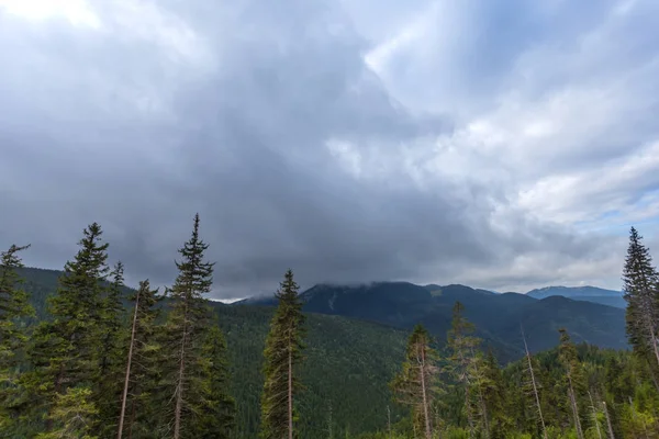 Yoğun bir bulutlu gökyüzü altında kuru orman — Stok fotoğraf