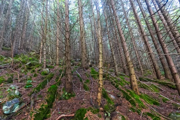 Fir tree forest growth on a mount slope — Stock Photo, Image