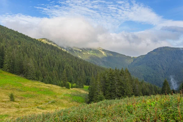 Vert vallée de montagne, Ukraine, Carpates — Photo