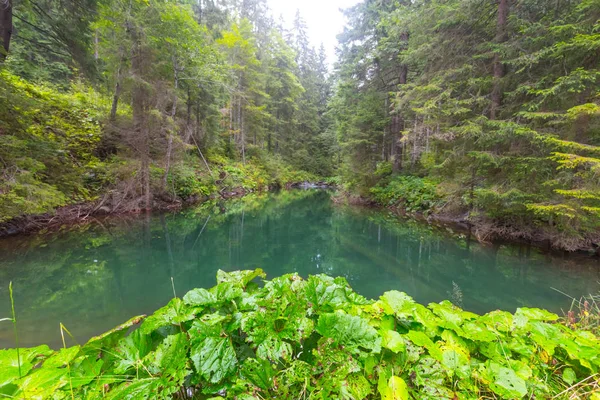 Lago de esmeralda em uma floresta de pinheiro — Fotografia de Stock