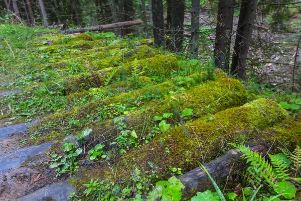Primer plano barriles de pino en un bosque — Foto de Stock