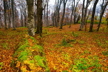 sessiz sonbahar orman manzara