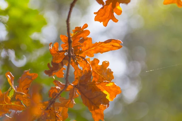 Primo piano rosso autunno quercia ramo — Foto Stock