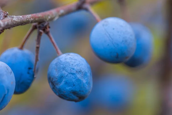 Closeup sleedoorn-bessen op een tak — Stockfoto