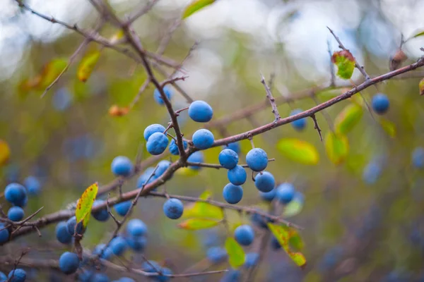 Gros plan mûres d'épine sur une branche — Photo