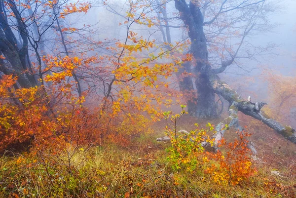 Mavi sis sonbahar kayın ormanında — Stok fotoğraf