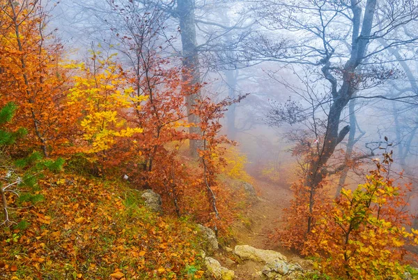 Jesień las bukowy czerwony niebieski mgły — Zdjęcie stockowe