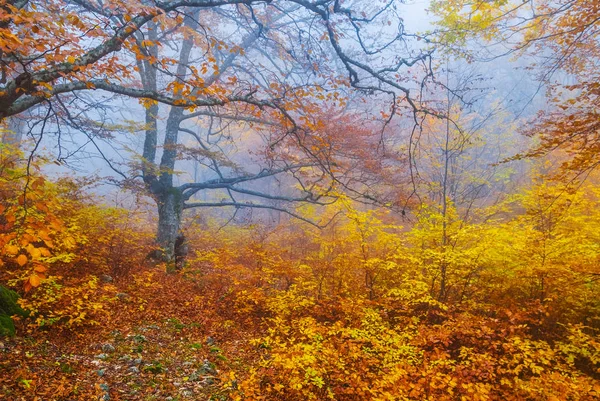 Floresta de outono vermelho em uma névoa azul — Fotografia de Stock