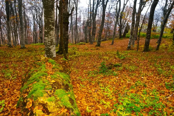 sessiz sonbahar orman manzara