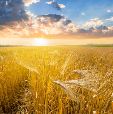 gün batımında yaz buğday alanı