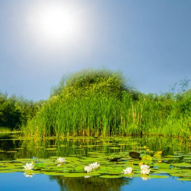 Zambak bir ışıltı güneş altında ile yaz göl