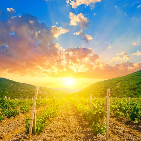 Vineyard in a mountain valley at the sunset — Stock Photo, Image