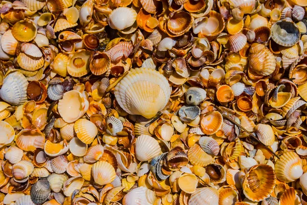 Primer plano mar playa marina shell fondo — Foto de Stock