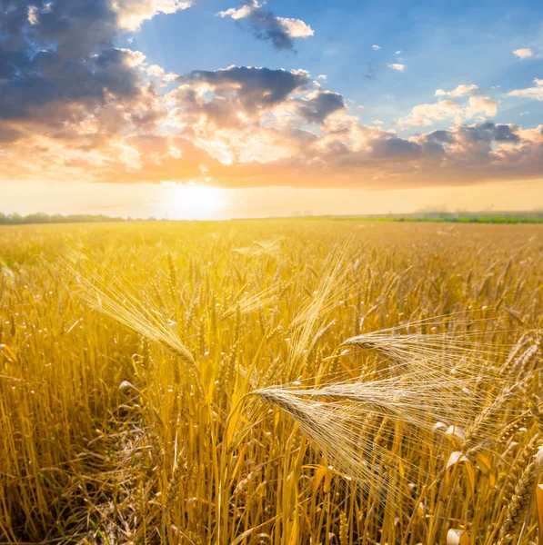 Літнє пшеничне поле на заході сонця — стокове фото
