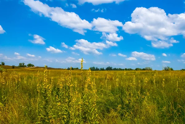 Hot summer prairie landscape — Stock Photo, Image