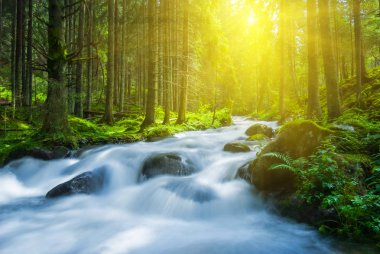 bir dağ orman yoluyla acele mavi dağ nehir